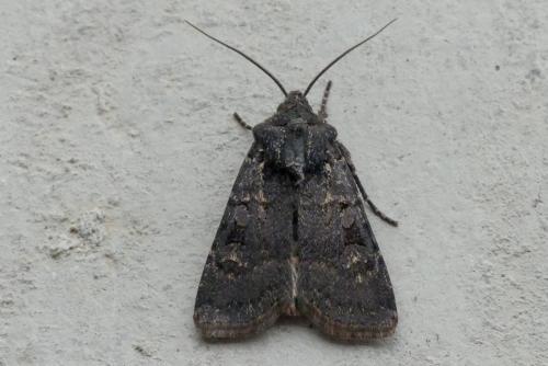 Euxoa nigricans
